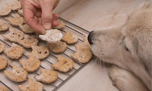 Discover the Best Homemade Pumpkin Dog Treats