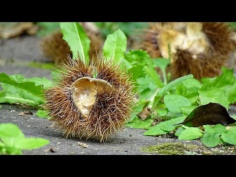【小品盆栽クリを実生で】盆栽用 栗拾い 栗の実から育てる方法 How to grow from chestnut fruits Picking up chestnuts for bonsai