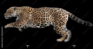 Jaguar running realistic animation. Isolated animal video including alpha channel allows to add background in post-production. Element for visual effects.