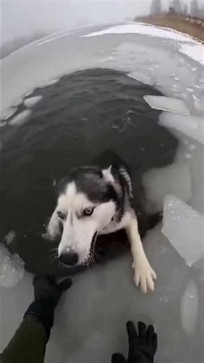 Frozen Lake Dog Rescue Caught On Camera!