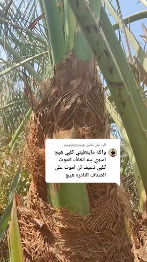 Palm Tree Care: Wraps, Growth, and Outdoor Beauty