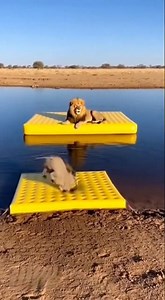 😂 Warthog vs Lion Funny Moments 🦁🐗 Did the Inflatable Break?! #Lion #Warthog #Animals