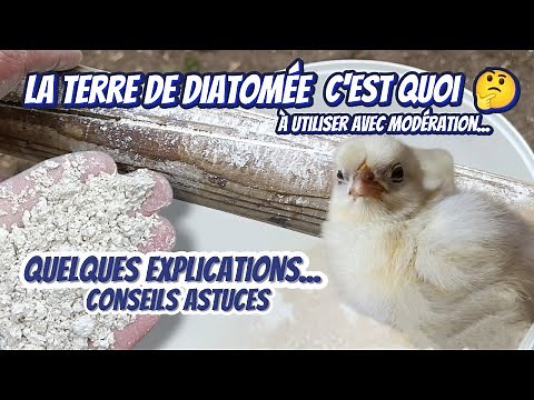 La terre de diatomée au poulailler OUI MAIS ATTENTION !!!