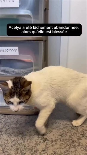 Association Saint-Maurienne des Amis des Animaux - ASMAA on Instagram: "Dans la protection animale, cela fait déjà bien longtemps que la magie de Noël n’opère plus… En cette fin d’année, c’est un nouveau chat que nous accueillons aujourd’hui. Un chat de plus. Et nous pensons très fort à tous les autres que nous ne pouvons malheureusement pas secourir. Nous nous excusons pour l’irresponsabilité des humains… 💔 Nous ferons notre maximum pour offrir la plus douce des vies à Acelya. 💕 Si vous souha