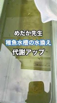稚魚水槽の水換え めだか先生