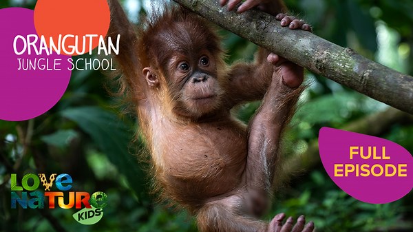Baby Orangutans Learning Through Play! | Orangutan Jungle School 101