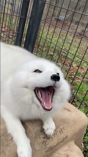 Ever Wondered What an Excited Arctic Fox Sounds Like? Prepare for Surprising Sounds!