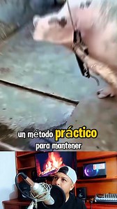 Así es más fácil controlar al animal | Elkin Reinel