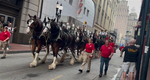 Iconic Budweiser Clydesdales coming to downtown New Bern