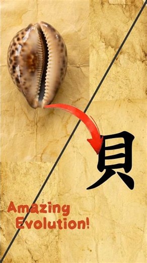 The Ancient Secret of "Bei" (Shell) 🐚