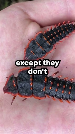 Was the Beast of Brunei a real animal or just a hoax? #mysteriouscreature #cryptid #animalsighting