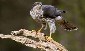 Discover the 8 Types of Hawks in Massachusetts