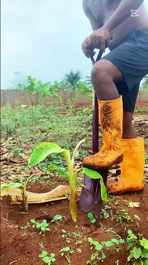 A-z of plantain farming | how to transplant a plantain sucker. #farming #nature #agriculture