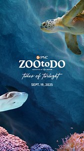 Don’t let this party sail by! Purchase tickets now to dive into the tides of twilight during the most anticipated event of the year on Sept. 19. 🪼⚓🌊 PNC ZOOtoDO presented by Lexus of Toledo features: 🍻 Ultimate beverage package (included in every ticket!) 🍹 18 bars 🎸 Live entertainment on multiple stages 😋 Culinary creations by the region’s best restaurants 🚂 Train rides around the Africa! exhibit 🦒 Giraffe lettuce feeds 🌊 Sting ray touch tank Visit The Lair sponsored by CliftonLarsonAl