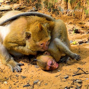 24K views · 997 reactions | Godness! Old Mom Brinn angry so much Little Baby Patrick until crying seizure on the ground, During He Play With Poor Blaze | Monkey Post | Facebook