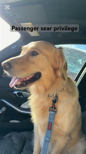POV: Your dog thinks he’s the co-driver (parked & safe) 🚗 🐶
