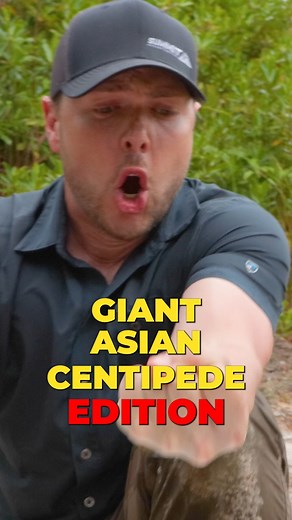 Mark Vins on Instagram: "The black flame centipede looks like it crawled out of a nightmare — dark, armored, and blazing with fiery red legs. Its venomous bite can cause intense pain and burning that lasts for hours. This is one creature you definitely don’t want to mess with. Admire it from a distance! #centipede #bravewilderness #centipedebite"