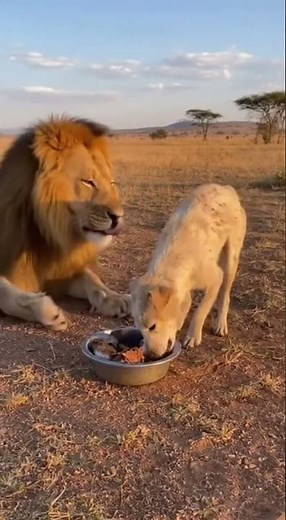 Unbelievable Moment: Lion Gives Food to a Weak Dog 🦁🐶