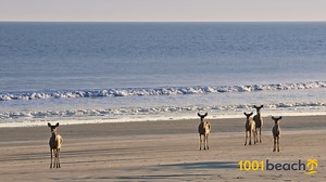 Kiawah Island beach