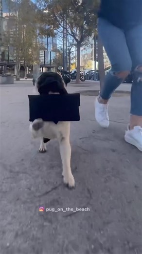 1.7K views · 109 reactions | So cute Cre : pug_on_the_beach | Pug Overload | Facebook