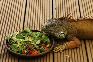 What Do Iguanas Eat? And how is your food? ▷➡️ Postposm
