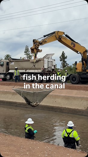 6.5K views · 1K reactions | Meet the white amur fish! During canal maintenance, we herd and relocate them, then bring them back once repairs are complete. | Salt River Project | Facebook