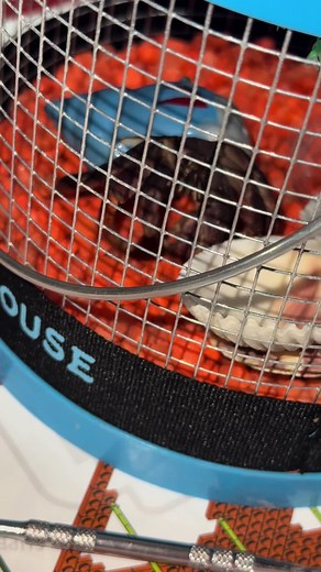 Ultimate Guide to Hermit Crab Care