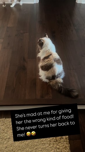 Spoiled cat alert! | Elana Roberts