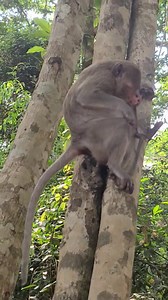 8.3K views · 1.2K reactions | She brings Annette baby go | Wildlife Idol | Facebook