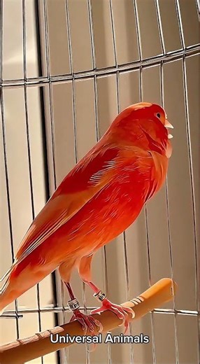 Masteran Kenari Merlok Tanpa Henti | Suara Gacor Bening Bikin Cepat Gacor #shorts