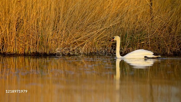 Mute swan, Cygnus olor, on lake