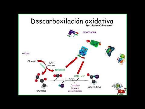 Oxidative decarboxylation of pyruvate