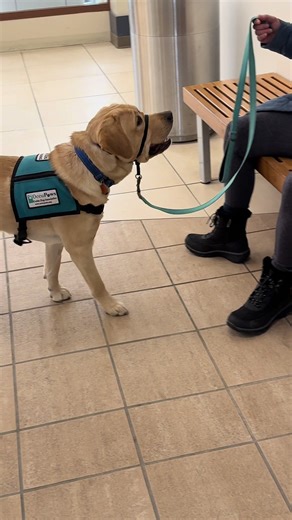 🐾 Why Service Dogs Learn “Under” 🐾 “Under” isn’t just a trick - it’s a super useful skill for real life! 💡 What it means: The dog goes under a chair, table, or designated spot and stays there until released. Basically, “go to your spot… but under something!” 🪑🐶 Why it’s important: ✨ Safety: Keeps them out of the way in crowds & prevents accidents. ✨ Manners: Calmly stay under tables or chairs in public. ✨ Physical Support: Helps with balance, bracing, or mobility tasks. ✨ Focus & Self-Contr