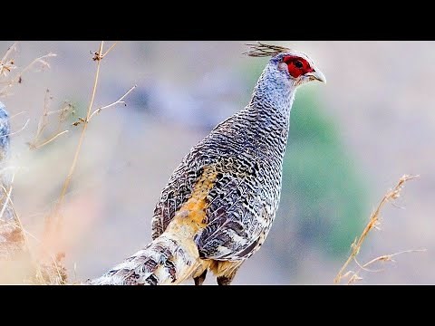Burung Pegar Paling Cantik - Most Beautiful Pheasants