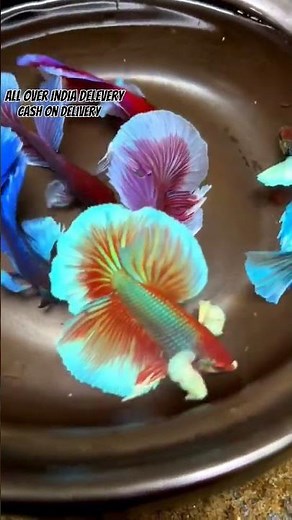 Betta fish price in 2024