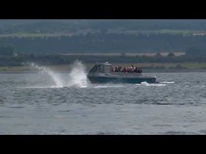 Wildlife in Scotland - Dolphins in the Moray Firth