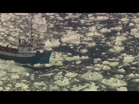 Seal Slaughter: Hard-Hitting Evidence