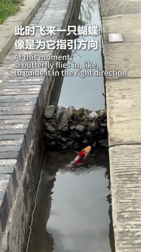 Butterflies guide the way, carp leap over the Dragon Gate.