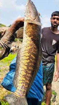 Wow! Amazing Polo Fishing Videos🐟Best Big Fish Catching🐟Primitive fishing #fish #shorts #india
