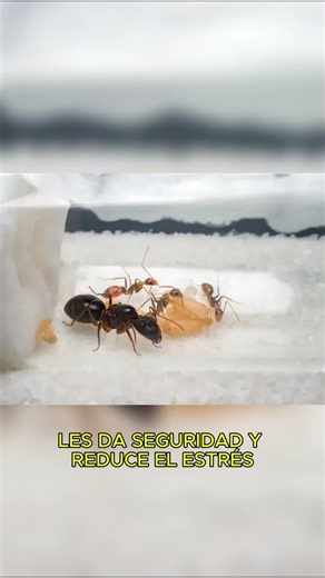 ¿que es mejor un tubo de ensayo o un hormiguero?