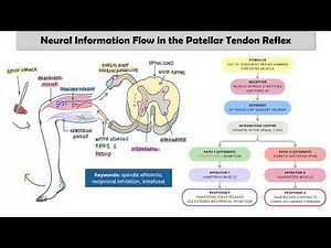 The Patellar Reflex
