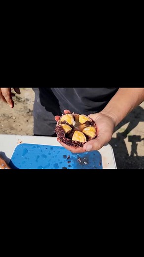 67K views · 857 reactions | Como abrir un erizo 﫡 | El tio yorch | Facebook