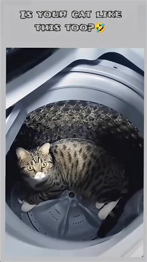 Is your cat like this too?#cute #shorts #cat #animal #pets #dog