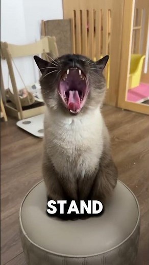 The Ultimate Guide to Living With a Vocal Siamese Cat.🐾