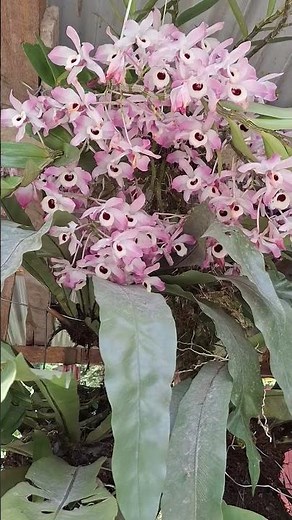 Dendrobium nobile orchid blooming naturally — a true Himalayan gem 😍👌