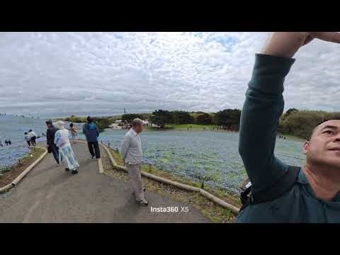 5.3 Million Blue Nemophila Flowers 2026 | Hitachi Seaside Park Full Bloom Guide & Tips