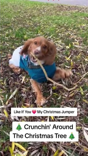 Cocker Spaniel SHREDS Tree Branch in Christmas Jumper 🎄