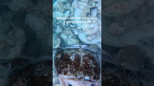 Monkfish graveyard! What do they eat? #spearfishing