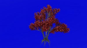 Download Tree plants animation loop - kousa dogwood - chinese korean japanese dogwood - cornus kousa - green screen chroma key 1a - autumn fall for free