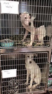 1.9K views · 77 reactions | 125 dogs, cats, puppies and kittens from Beaumont, TX were brought to our HUB today after emergency evacuation. We are happy to give these babies a safe place to rest before traveling on to other states to find furever homes! | Humane Society of Tulsa | Facebook